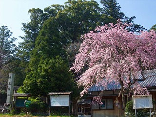 水屋神社の枝垂れ桜9