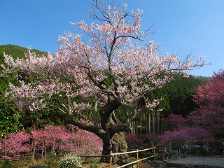 春谷寺の桜